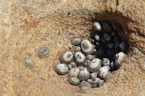 Patella natalensis, 2026-01-06
