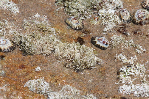 Scutellastra natalensis