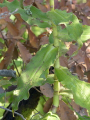 Thyrsanthemum floribundum