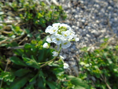 Capsella grandiflora