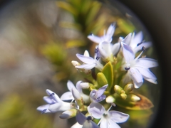 Veronica venustula