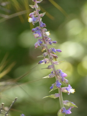 Thyrsanthemum floribundum