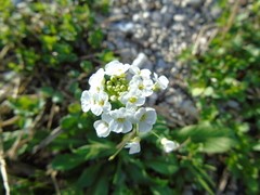 Capsella grandiflora