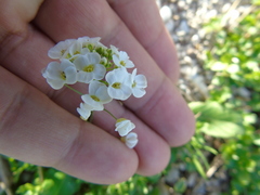 Capsella grandiflora