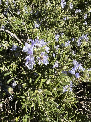 Avistamiento Salvia rosmarinus