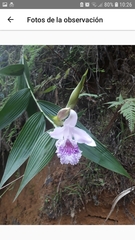 Sobralia rosea