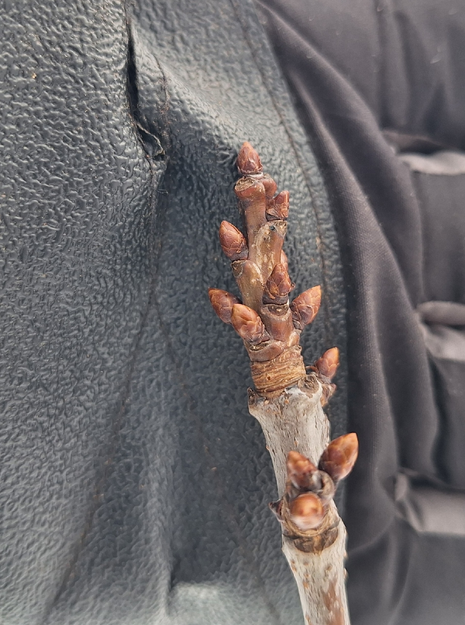 Beispielbild: Sauerkirsche (Prunus cerasus)