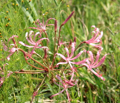 Nerine