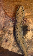 Necturus lewisi