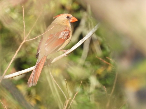 Northern Cardinal