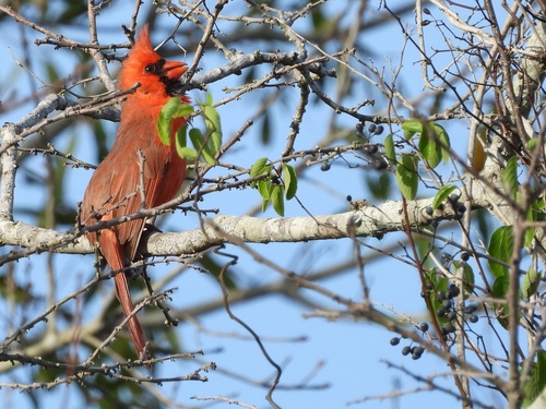 Northern Cardinal