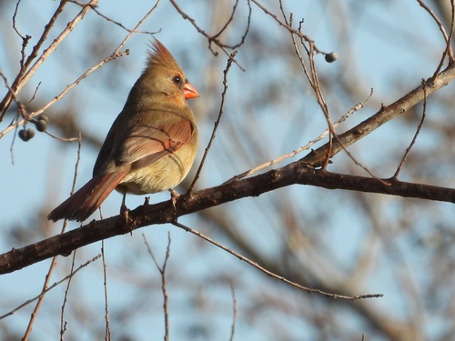 Northern Cardinal