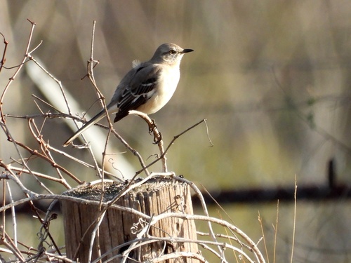Northern Mockingbird