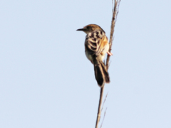 Cisticola marginatus nyansae