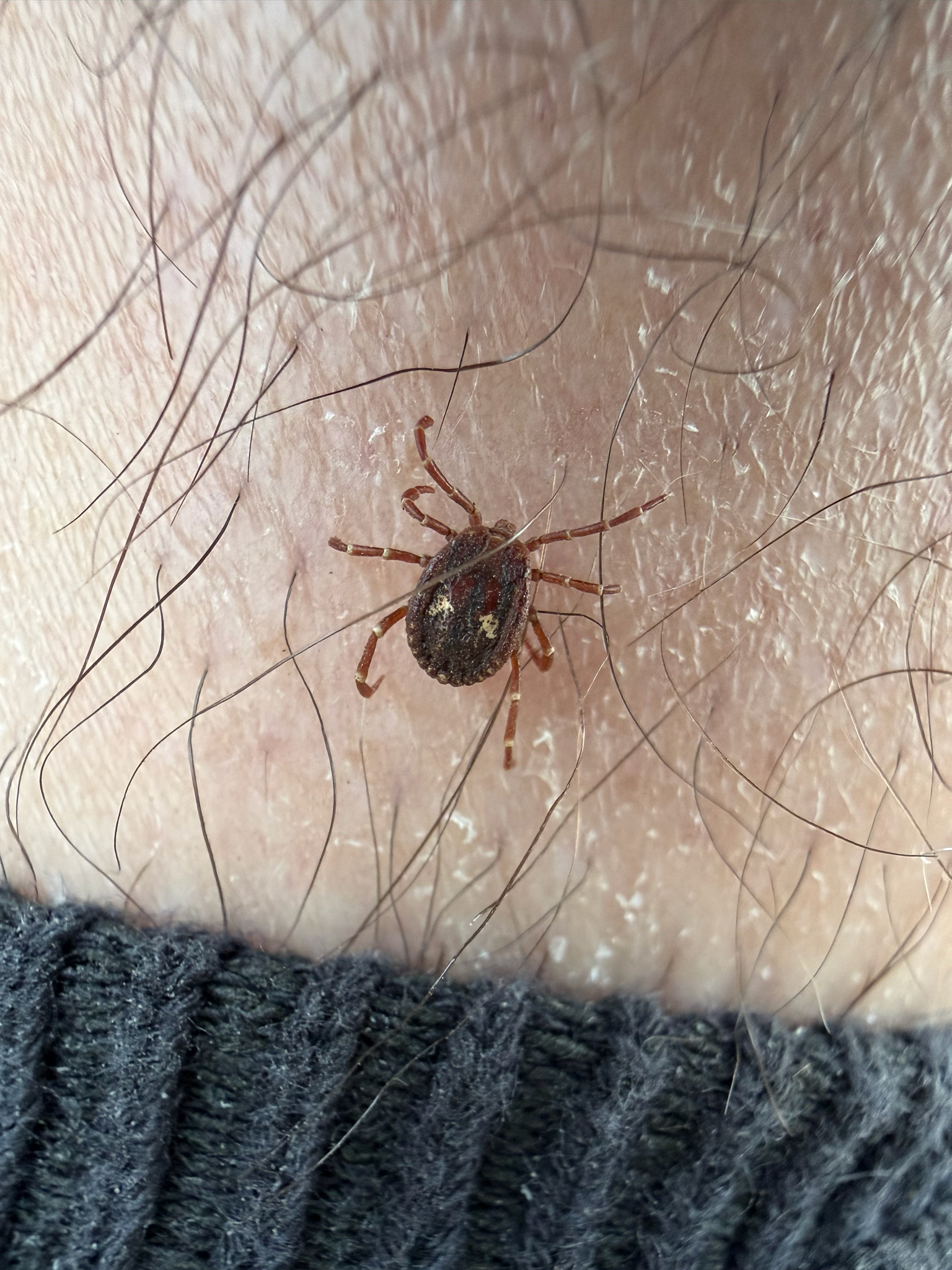 Amblyomma triguttatum Koch, 1844