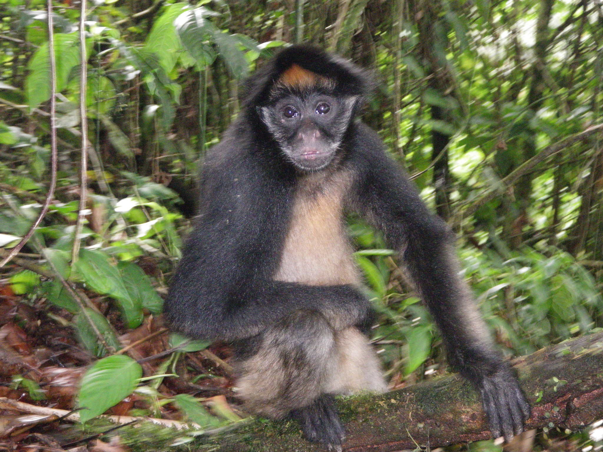 Macaco-aranha (Ateles belzebuth) - Ambientebrasil - Ambientes