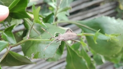 Elasmopoda valga