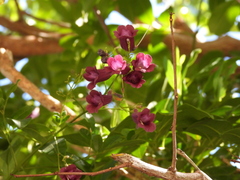 Jacaranda puberula, photograph (c) Marcio Santos Ferreira, some rights reserved (CC BY)