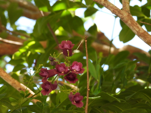 Jacaranda puberula, photograph 6