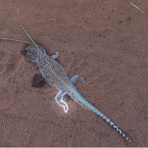 Central Netted Dragon