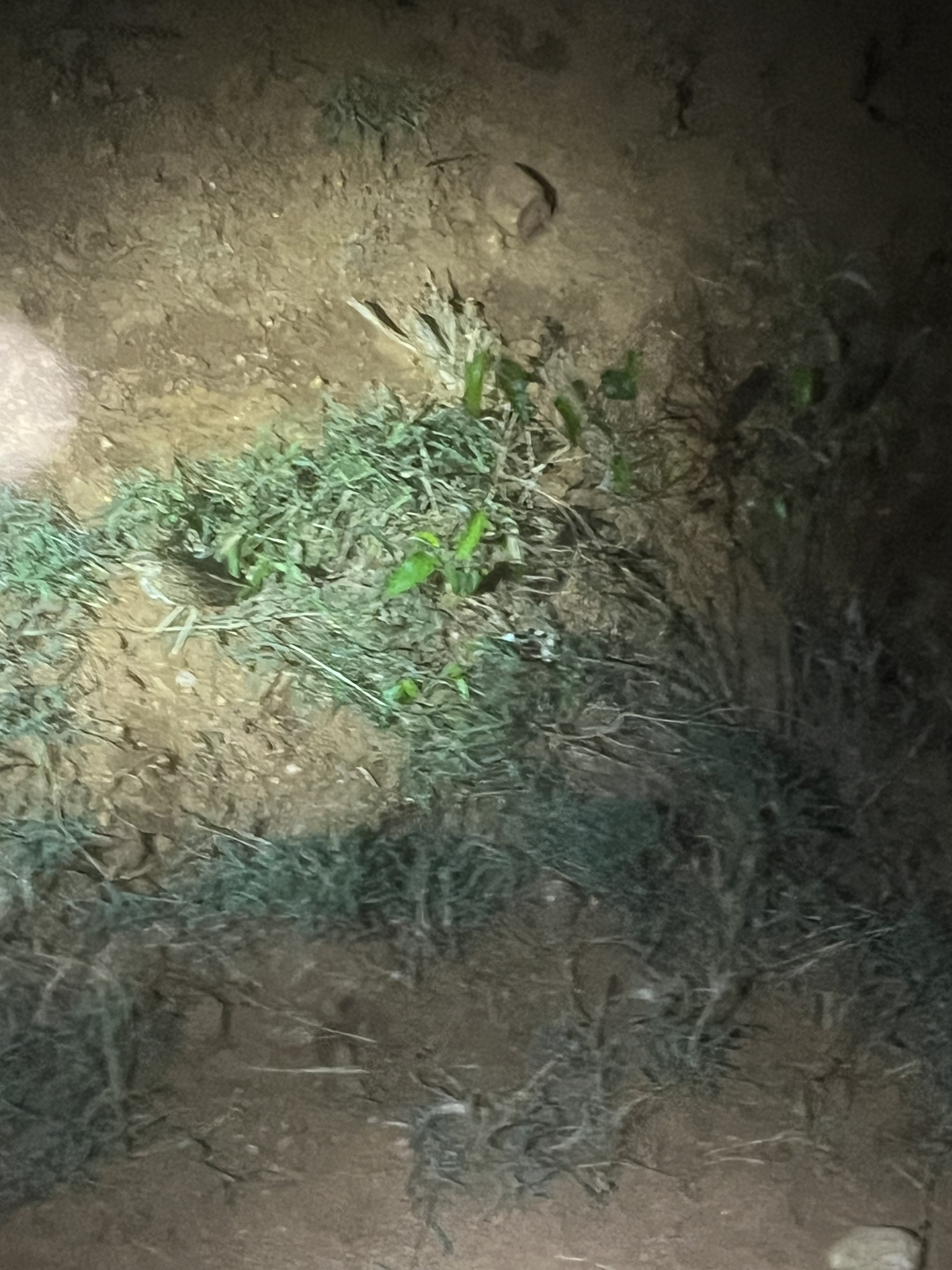 Three-banded Courser (Rhinoptilus cinctus), photo 4