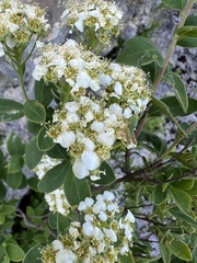 Spiraea cana, photograph author not stated, no rights reserved