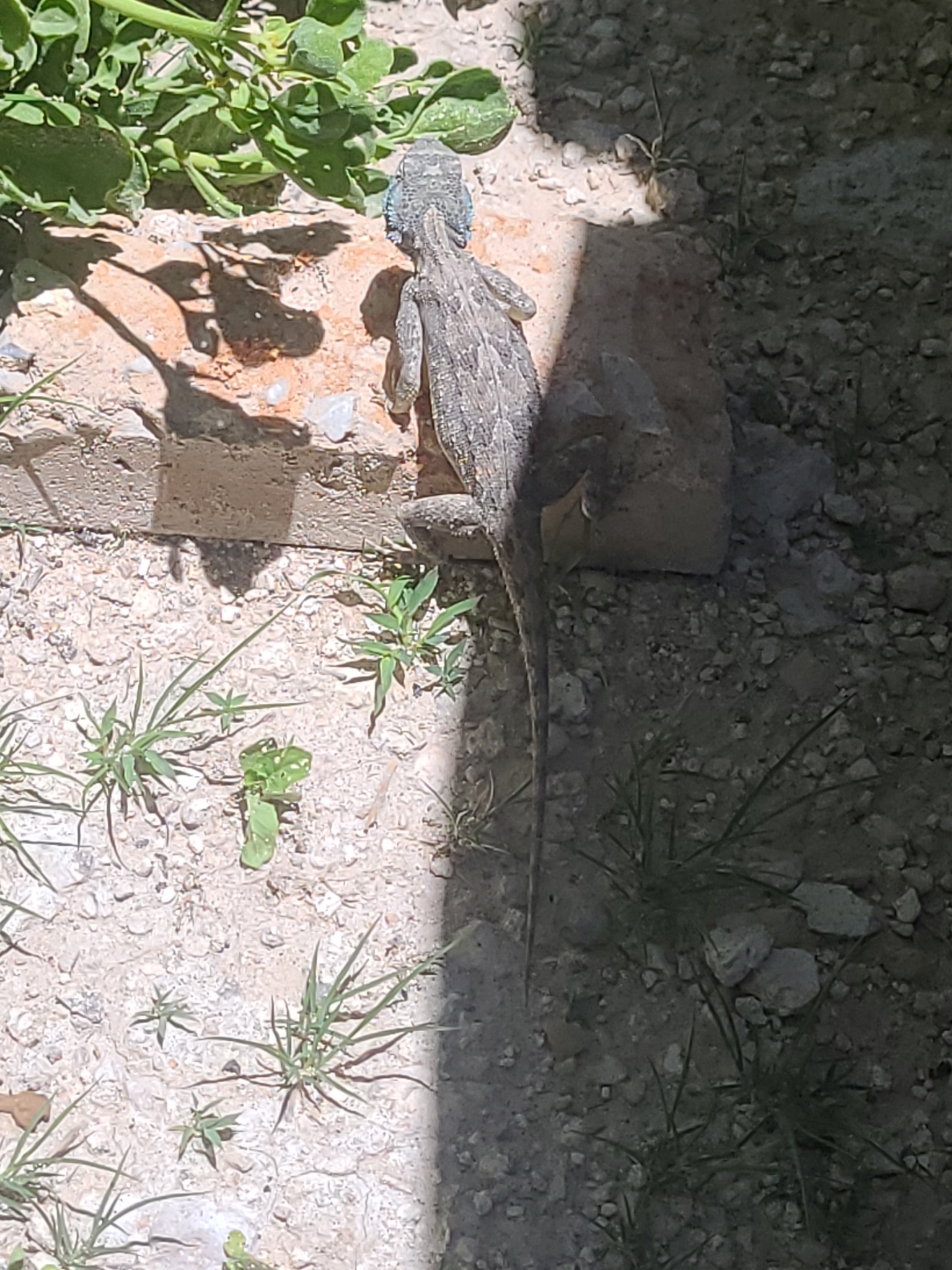 Agama aculeata Merrem, 1820