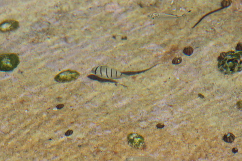 Acanthurus triostegus