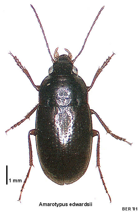 Amarotypus edwardsii