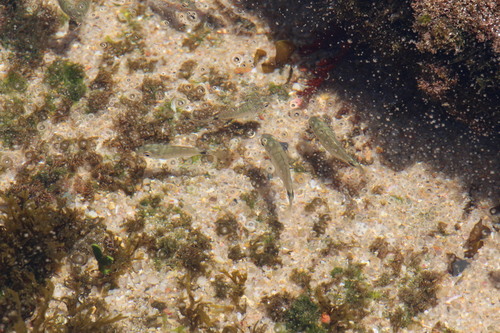 Diplodus capensis