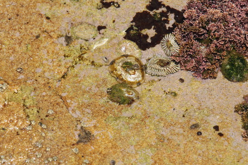 Siphonaria capensis