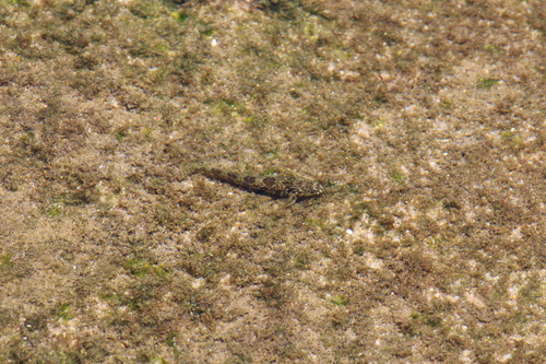 Antennablennius bifilum