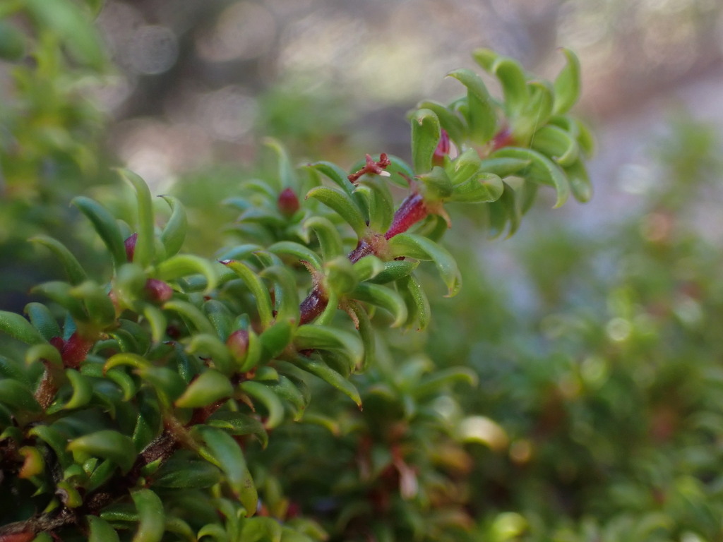 Carpacoce curvifolia