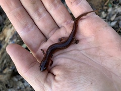 Pseudotriton montanus montanus