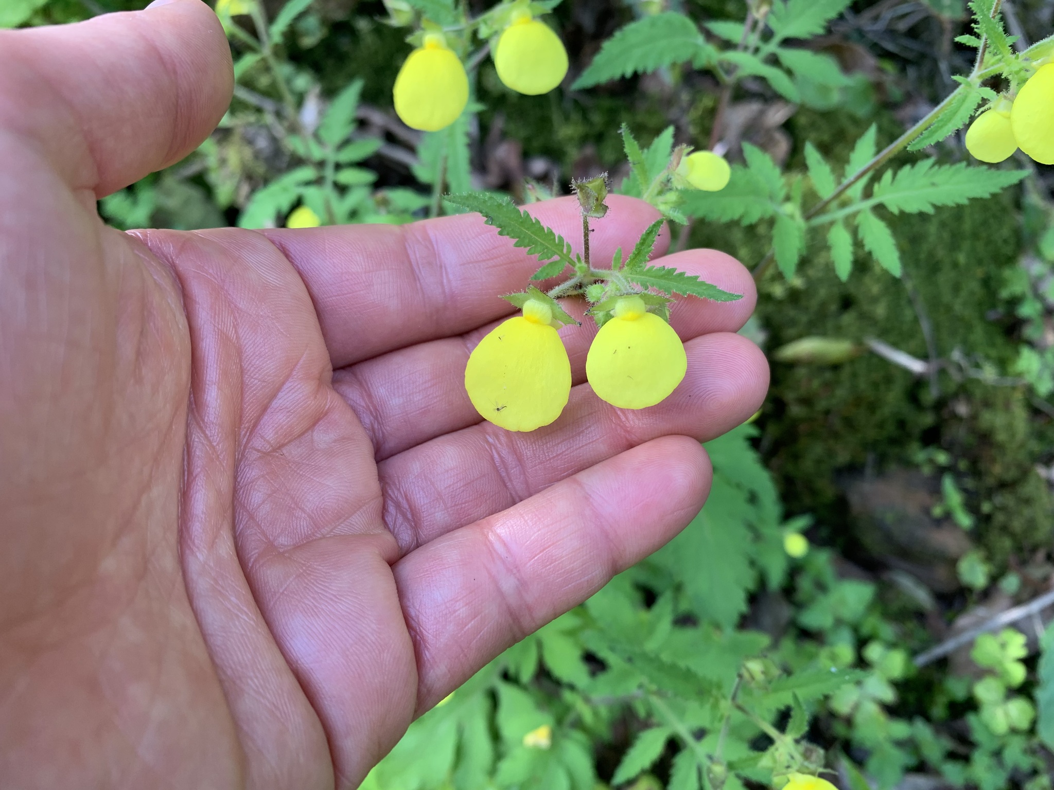 Calceolaria tripartita
