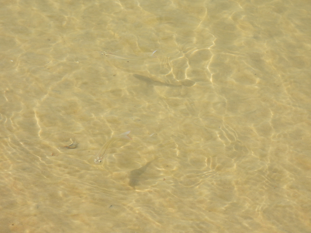 Brazilian silverside (Atherinella brasiliensis) — Atherinopsidae