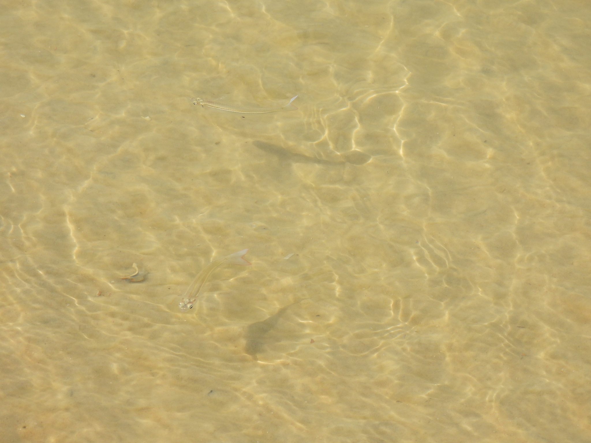 Brazilian Silverside photo 5