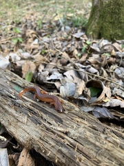 Pseudotriton montanus montanus