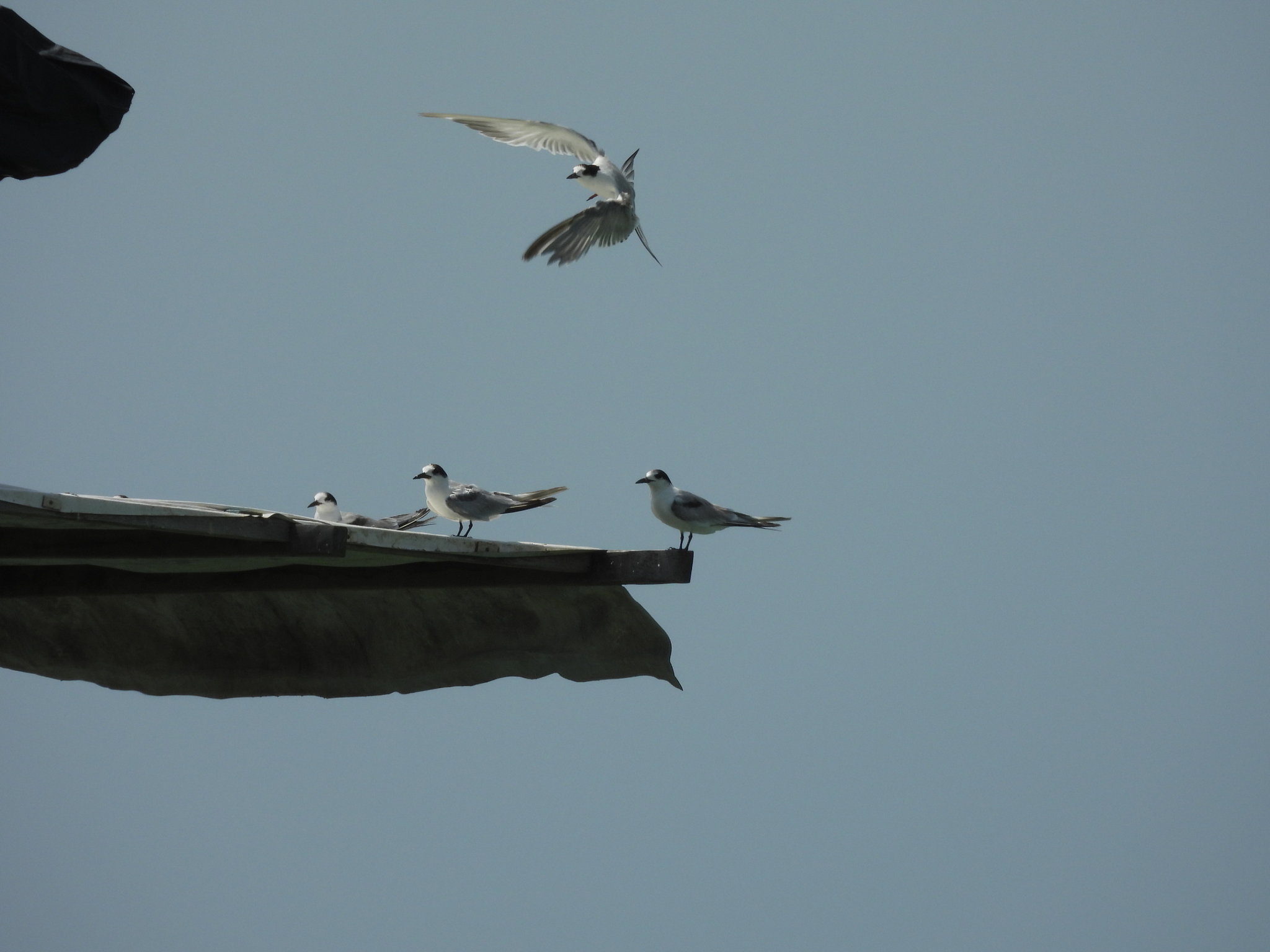 Common Tern (Sterna hirundo), photo 5