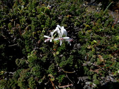 Pelargonium alternans alternans