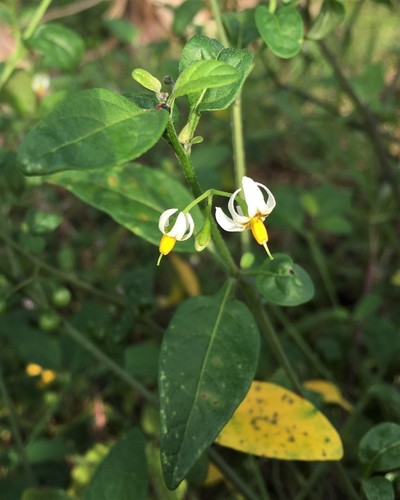 glowing nightshade (Solanum pseudogracile)