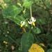 Glowing Nightshade - Photo (c) Eric M Powell, some rights reserved (CC BY-NC), uploaded by Eric M Powell