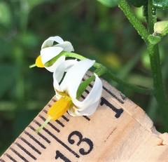 Solanum pseudogracile