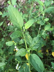 Solanum pseudogracile