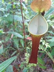 Nepenthes reinwardtiana