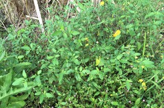 Solanum pseudogracile