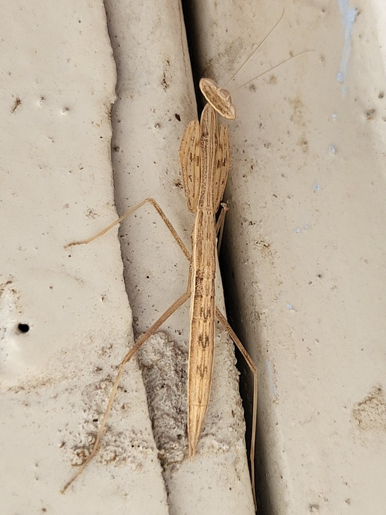 Miomantis in January 2026 by Luke Smith · iNaturalist