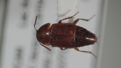 Tachinus quebecensis