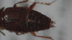 Tachinus quebecensis