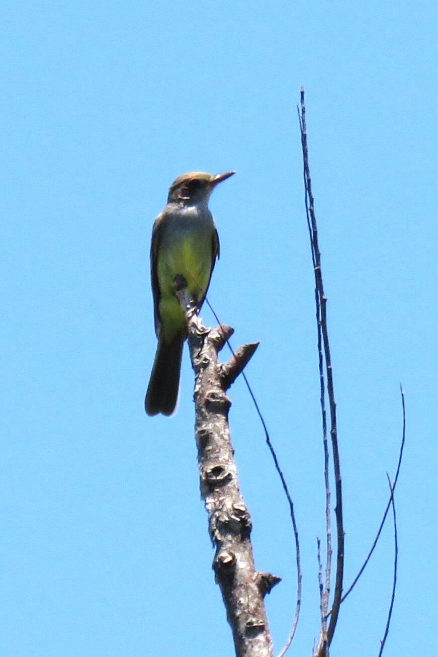 Swainson's Flycatcher (Myiarchus swainsoni), photo 5